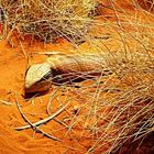 Blue Tongue Lizard