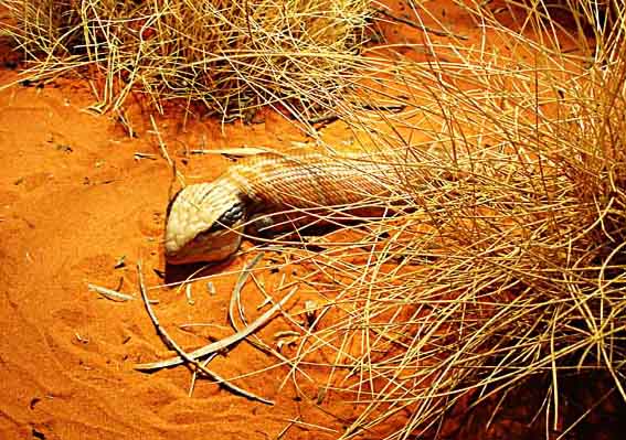 Blue Tongue Lizard