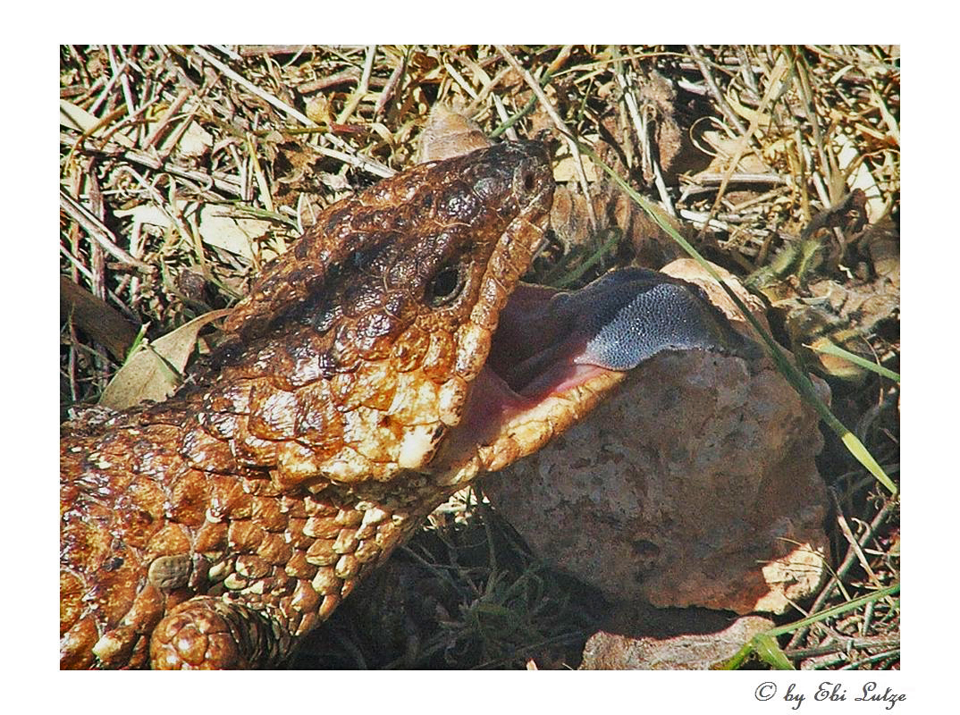 * blue tongue lizard *