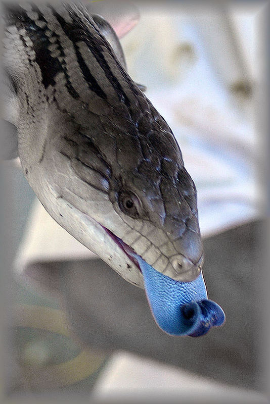 Blue-Tongue Lizzard