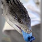 Blue-Tongue Lizzard