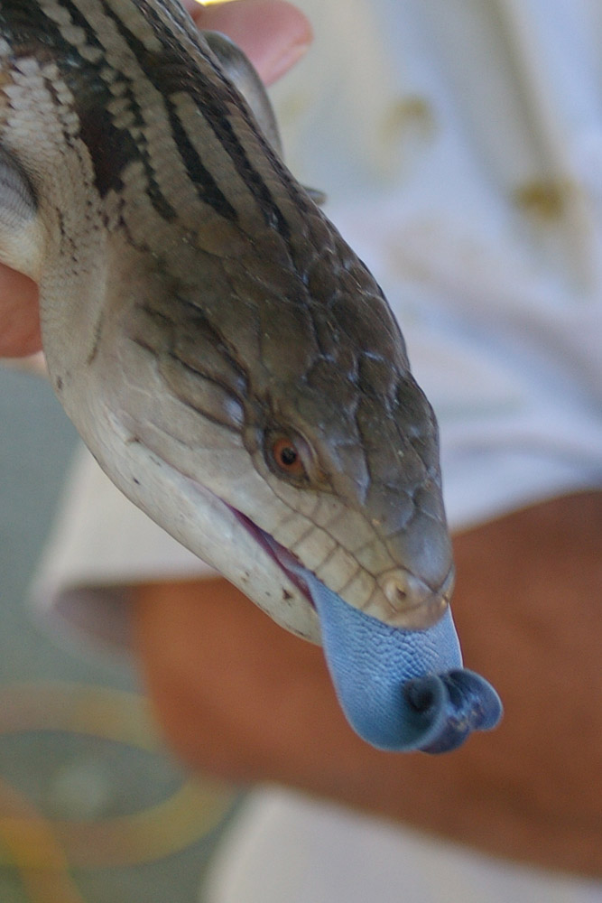 Blue Tongue Lizzard