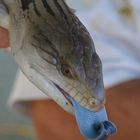 Blue Tongue Lizzard