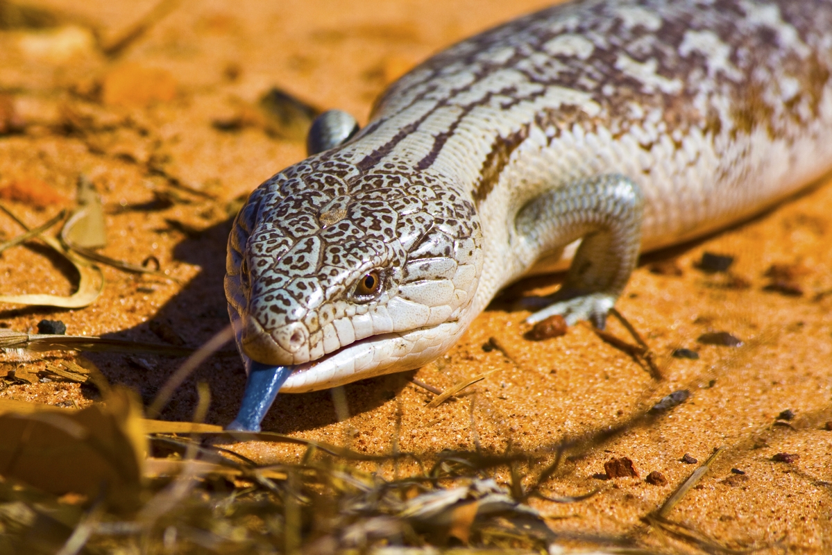 Blue Tounge