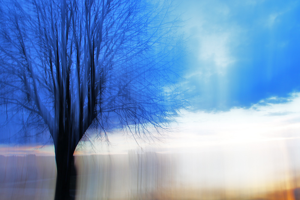 blue tree