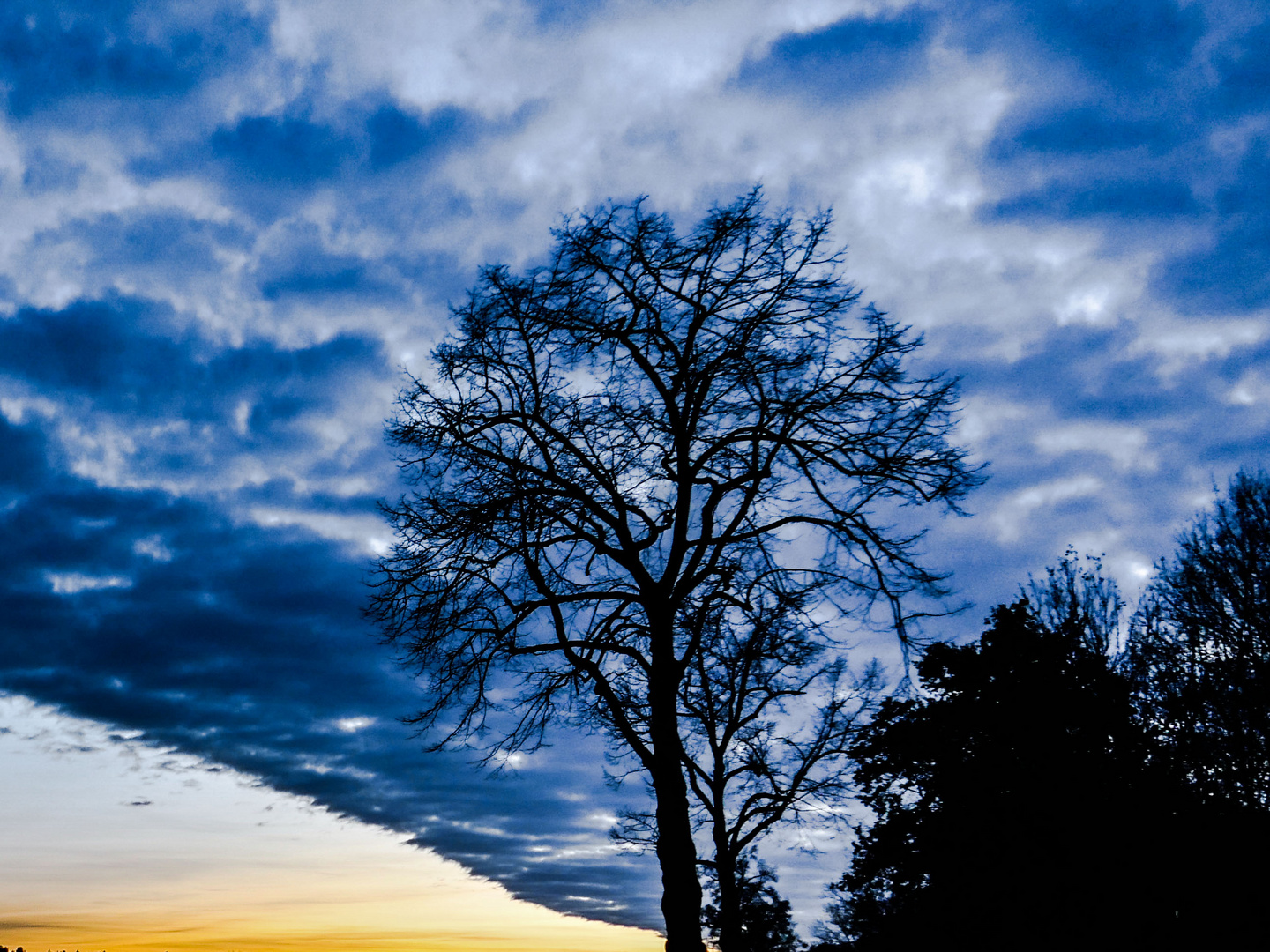 Blue tree