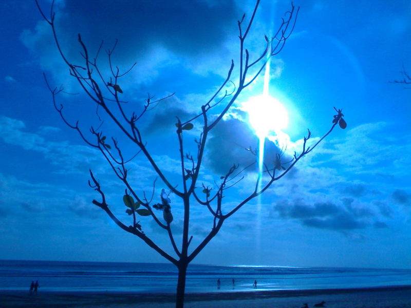 Blue Tree