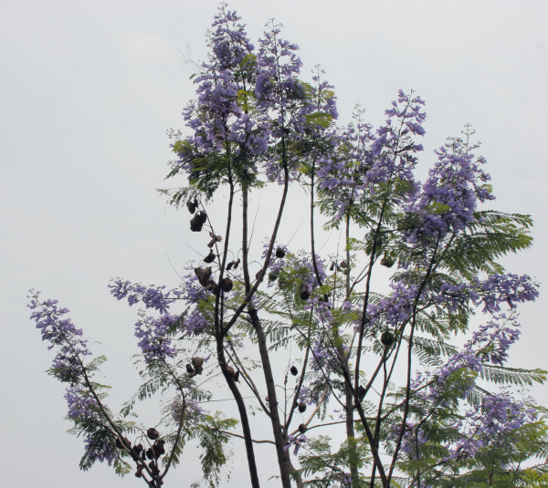 Blue Tree