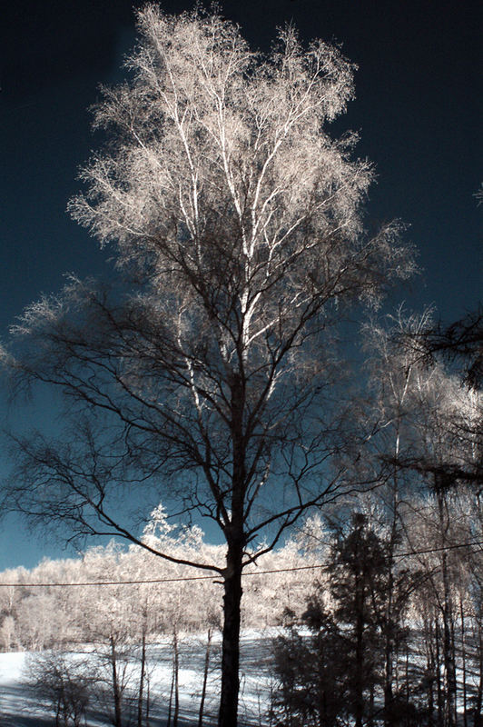 blue tree