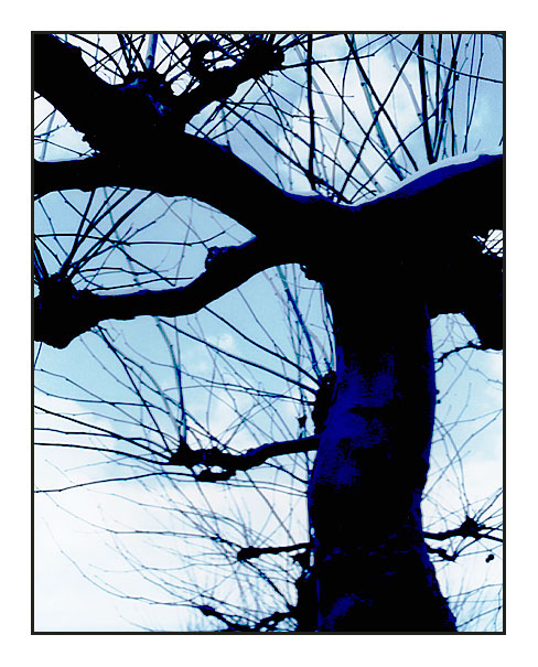 -blue tree-