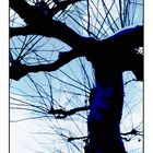 -blue tree-