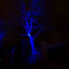 Blue Tree