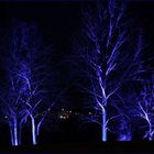 Blue Tree Group