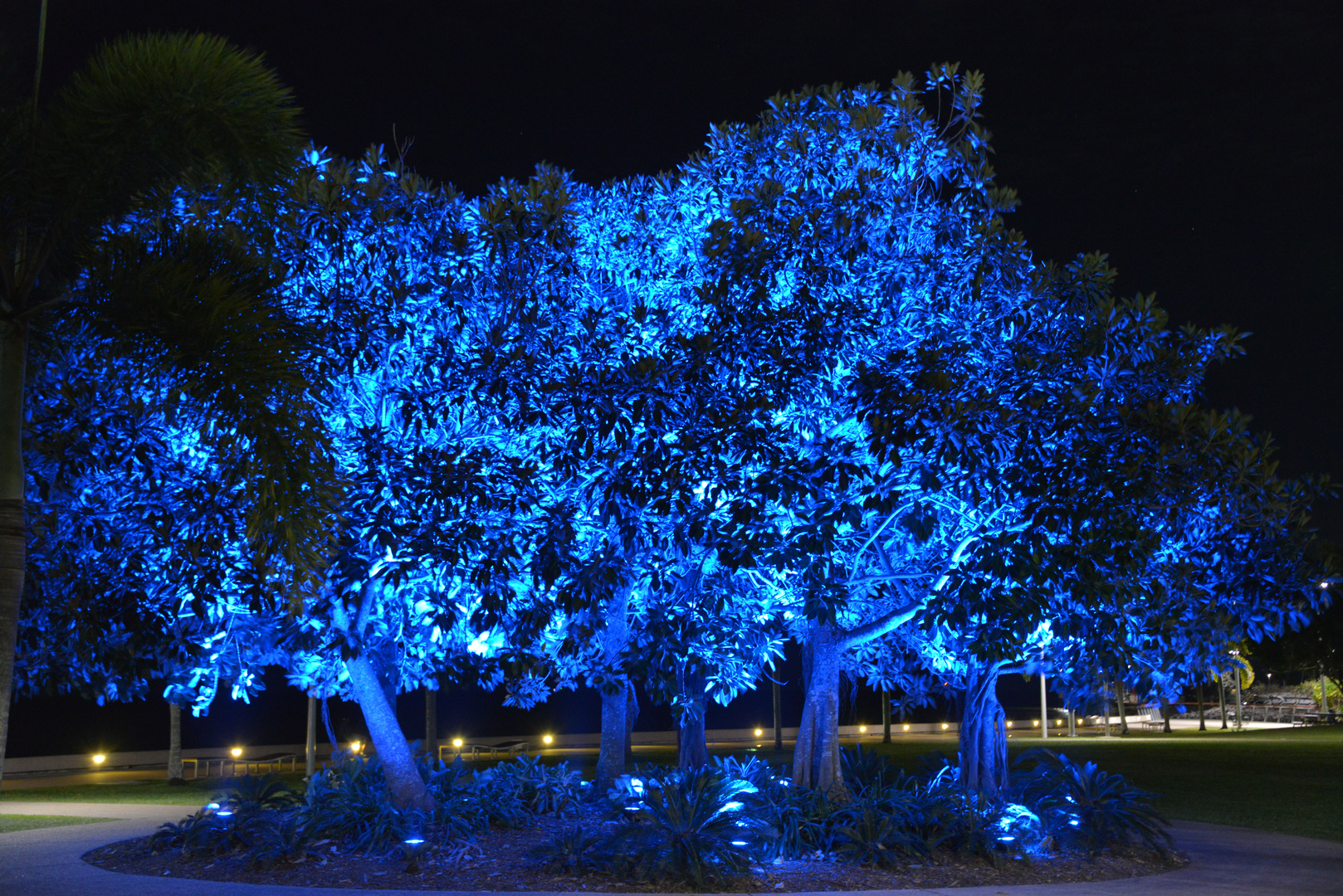 Blue Tree in the Tropics