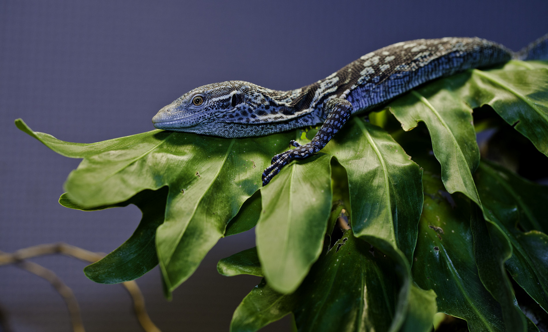 blue tree monitor