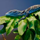 blue tree monitor