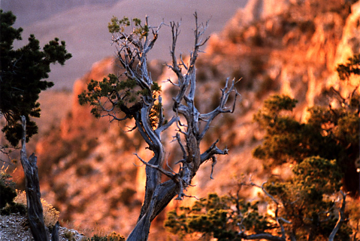 Blue Tree, Red Stone