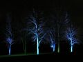 Blue-Trees von Matthias Clausen