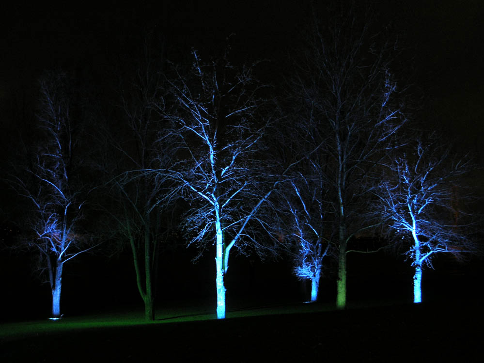 Blue-Trees