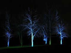 Blue-Trees