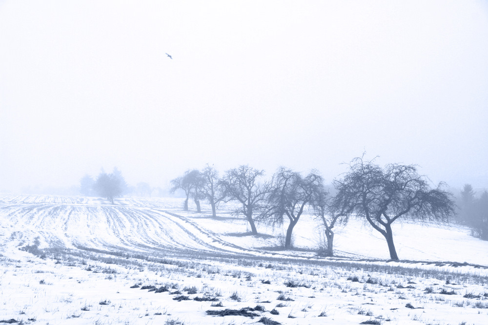 Blue Trees