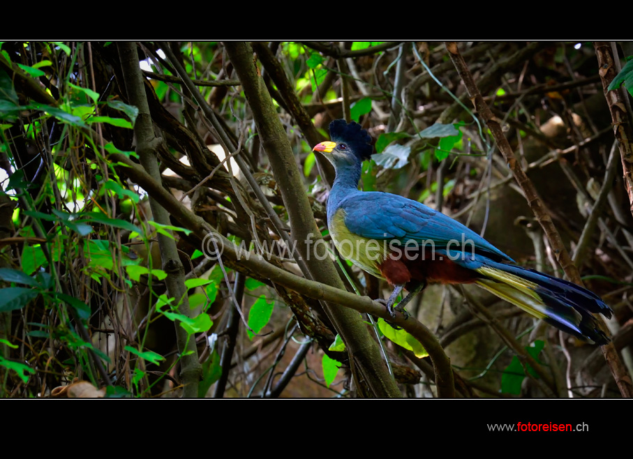 Blue Turaco