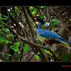 Blue Turaco