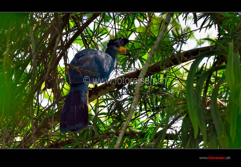 Blue Turaco