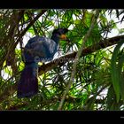 Blue Turaco