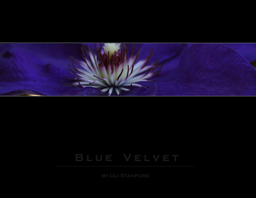 Blue Velvet