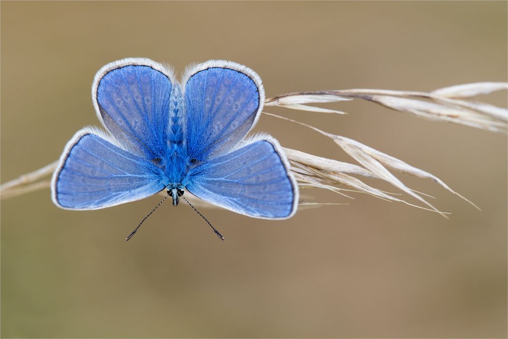 blue velvet