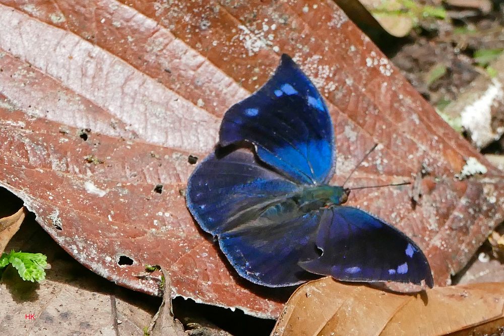 Blue Velvet