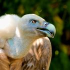 Blue Vulture