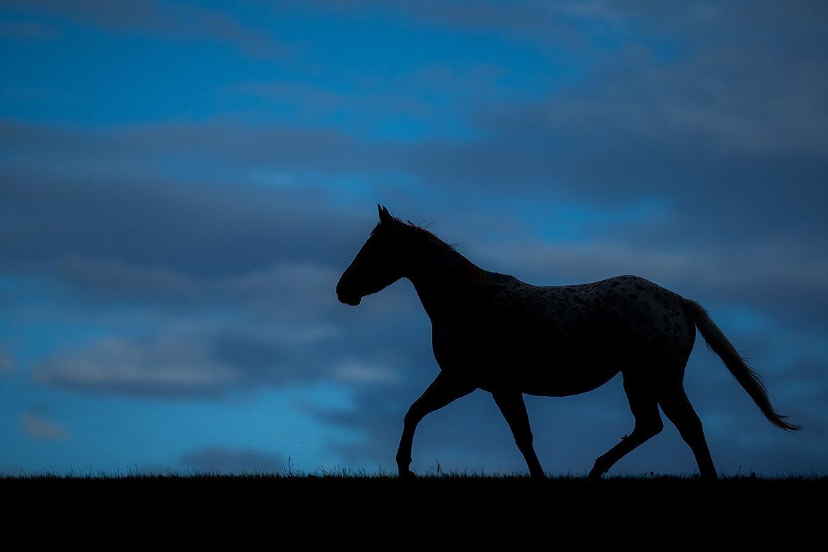 blue walk