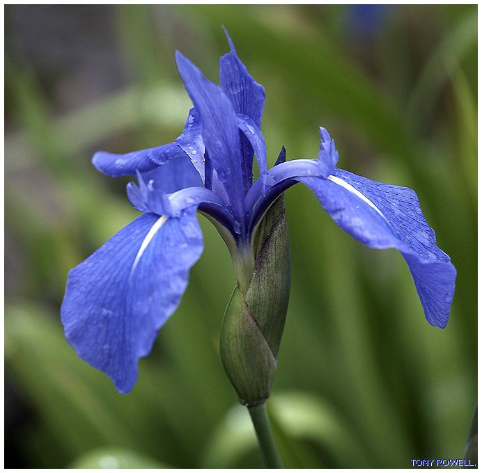 BLUE WATER IRIS.