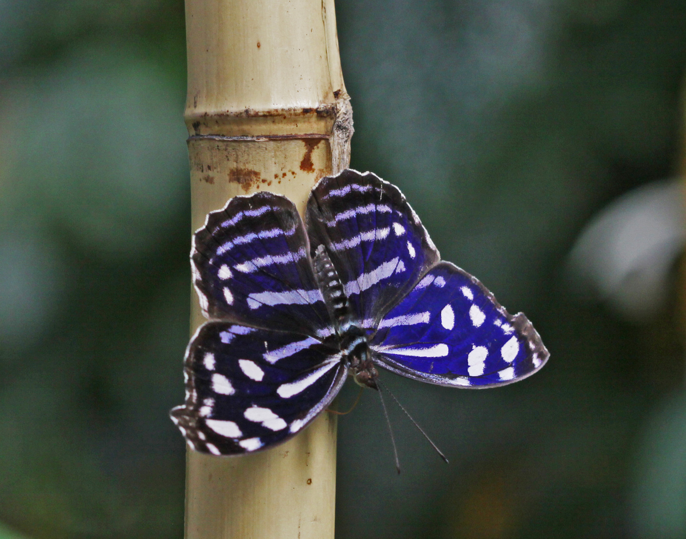 Blue Waves  (Myscelia cyaniris)