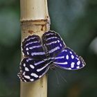 Blue Waves  (Myscelia cyaniris)