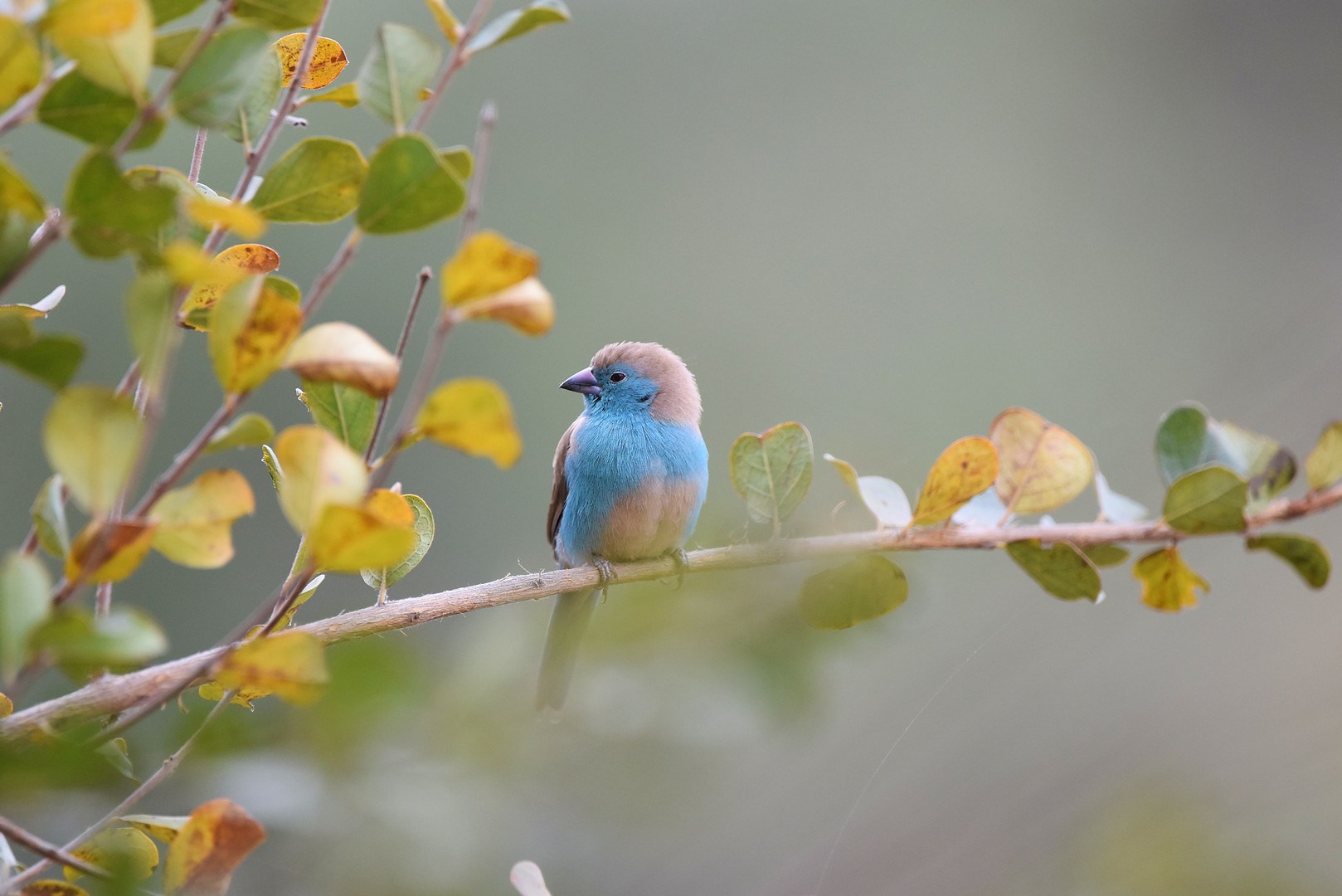 Blue waxbill