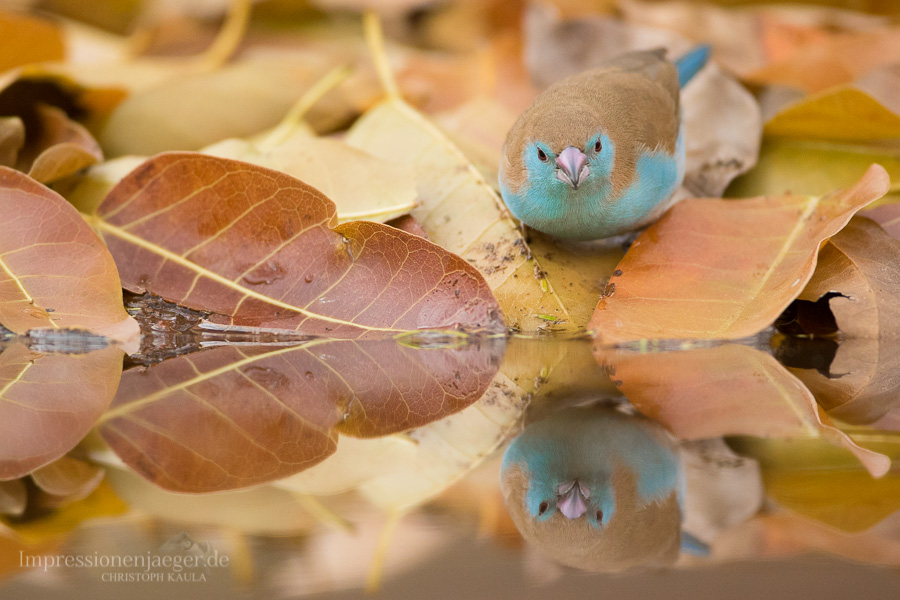 Blue Waxbill II