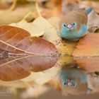 Blue Waxbill II