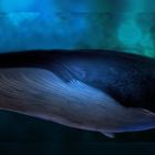 blue whale