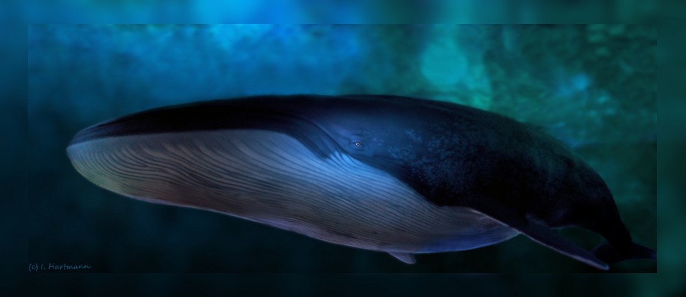 blue whale