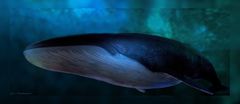 blue whale