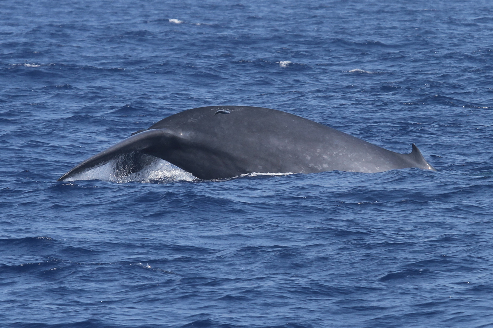 Blue Whale fluking