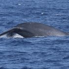 Blue Whale fluking