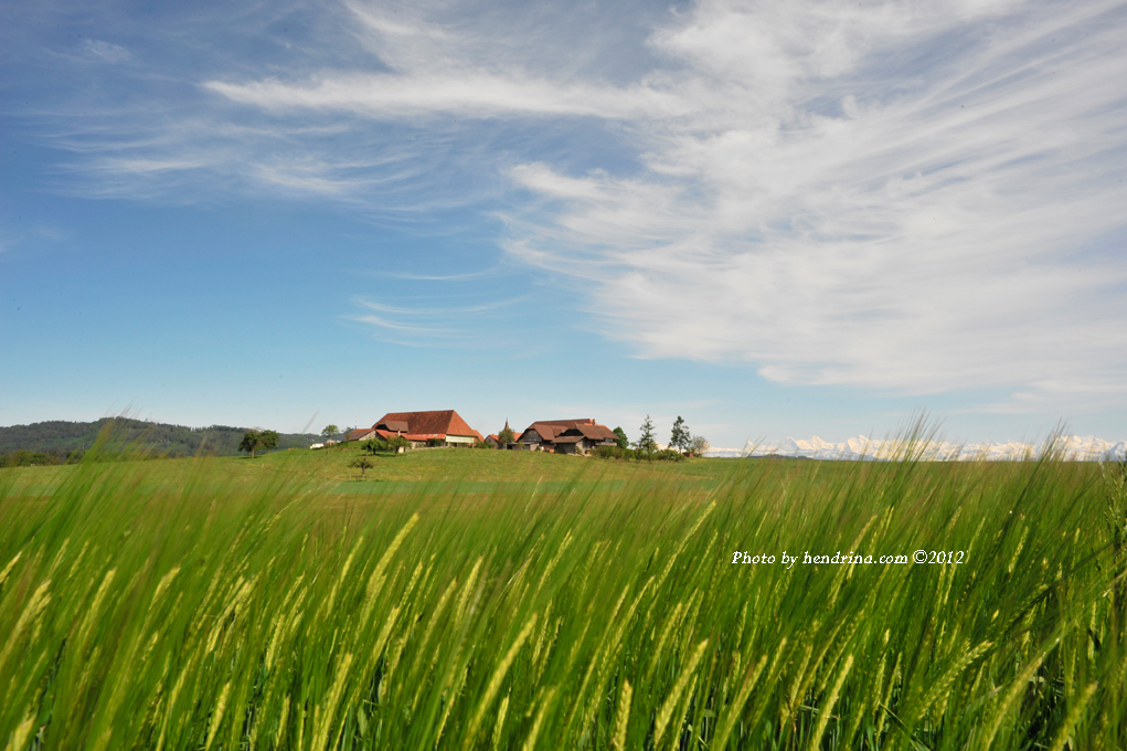 Blue, White and Green