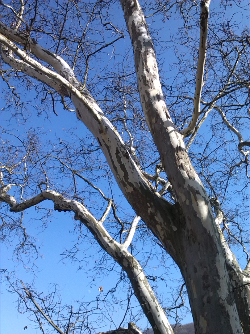 Blue White and Tree