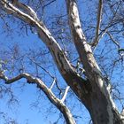 Blue White and Tree