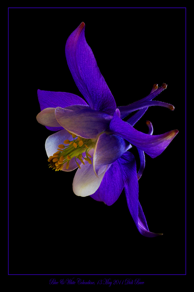 Blue & White Columbine