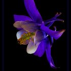 Blue & White Columbine